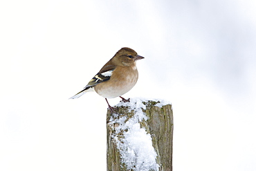 Chaffinch perches on post against snowy slope, Oxfordshire