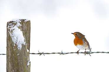 Robin in traditional winter scene by snowy bank, The Cotswolds, UK