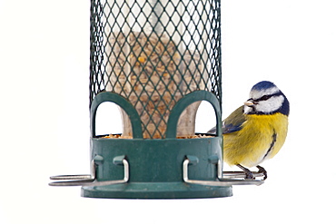 Blue tit feeds on sunflower seed from bird feeder by snowy slope, The Cotswolds, UK