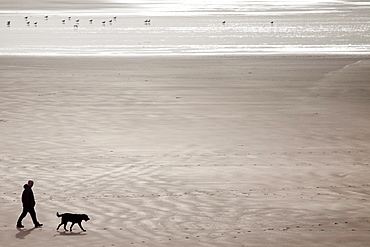 Man walking Labrador Retriever dog on the beach at Woolacombe, North Devon, UK