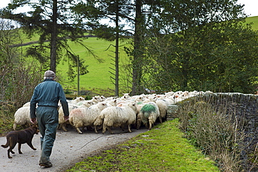 Farmer and sheep dog drive flock of sheep in the Doone Valley, Exmoor in North Devon, UK