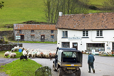 Farmer and sheep dog drive flock of sheep by Lorna Doone Farm in the Doone Valley, Exmoor, North Devon, UK