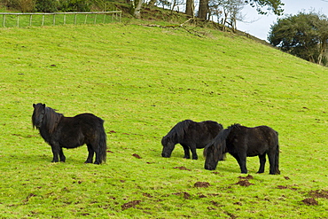 Exmoor ponies grazing in the Doone Valley, Exmoor in North Devon, UK