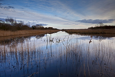 Avalon Marshes at Shapwick Heath Nature Reserve in Somerset, UK