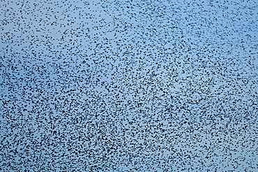 Starlings, a murmuration of a million birds gather to roost above Avalon Marshes  in Somerset, UK