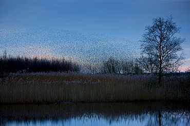 A murmuration of starlings, numbering well over a million birds, gather as a flock to roost at dusk on the Avalon Marshes at Shapwick Heath Nature Reserve in Somerset