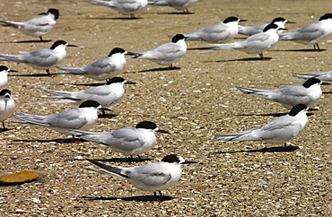 White-fronted terns (Sterna Striata) on a beach near South Head ,  North Island, New Zealand