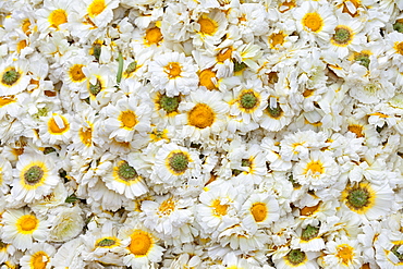 Fresh Indian flowers for garlands and religious ceremonies at Mehrauli Flower Market, New Delhi