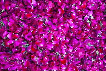 Rose petals for religious ceremonies at Mehrauli Flower Market, New Delhi, India