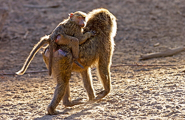 Female Olive Baboon carrying young, Grumeti, Tanzania