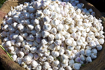 Old Delhi, Daryagang fruit and vegetable market with root ginger on sale, India