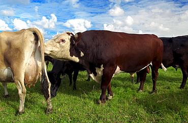 Bull scenting cow on a farm  near Waiuku on North Island  in New Zealand