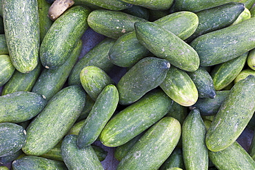 Old Delhi, Daryagang fruit and vegetable market with green cucumbers on sale, India