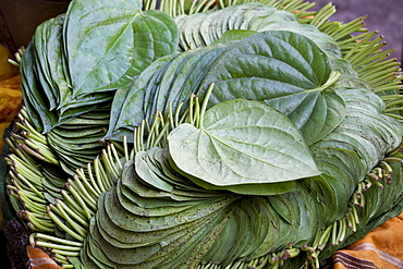 Betel leaves, Piper betle, on sale for medicinal use and as mild stimulant in Old Delhi at Khari Baoli spice market, India