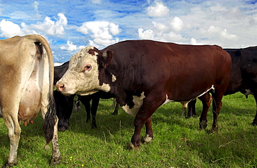 Bull scents cow on a farm  near Waiuku on North Island  in New Zealand