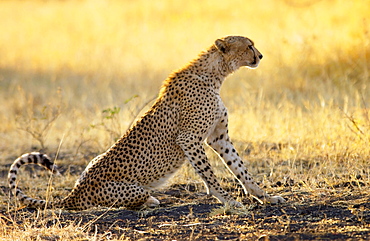 Cheetah, Grumeti, Tanzania, East Africa