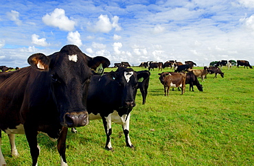 Cows on a farm  near Waiuku on North Island  in New Zealand