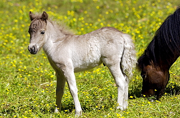 Shetland pony  foal , North Island, New Zealand