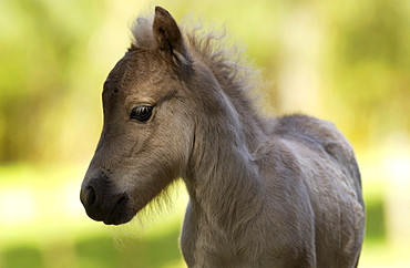 Shetland pony  foal , North Island, New Zealand