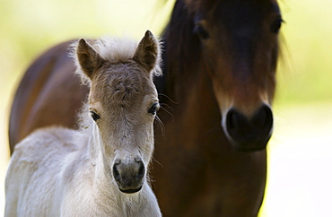 Shetland pony and foal , North Island, New Zealand