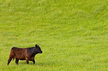 Bull in a  meadow near Waiuku on North Island  in New Zealand