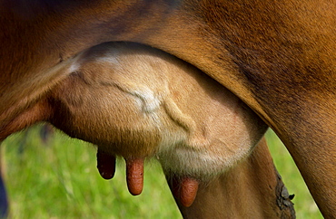 Cow on a farm  near Waiuku on North Island  in New Zealand