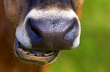 Cow on a farm  near Waiuku on North Island  in New Zealand