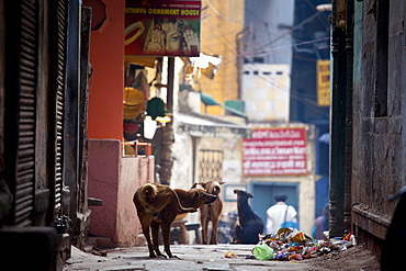 Street dogs in alleyway in the holy city of Varanasi, Benares, Northern India