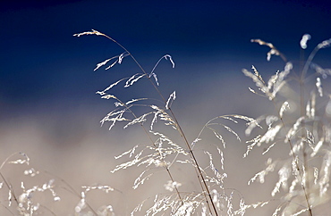 Meadow grasses, England