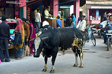 Bull roams in the street in city of Varanasi, Benares, Northern India