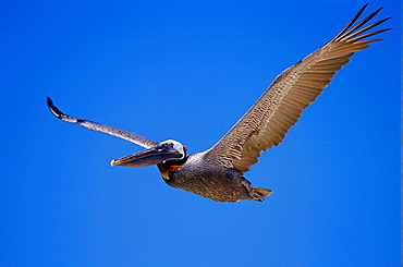 Brown Pelican bird in flight in clear blue sky, Galapagos Islands, Ecuador