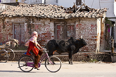 Muslim girl rides past untethered bull in the street in Nandi near Varanasi, Benares, Northern India