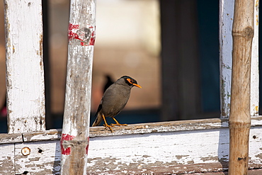 Indian Myna bird, Acridotheres tristis, perched in window overlooking  the Ghats in city of Varanasi, India