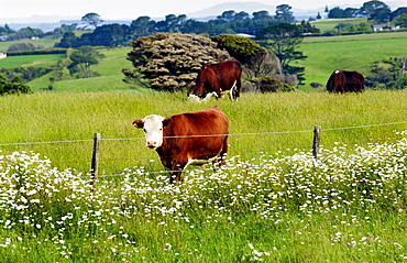 Cows on a farm  near Waiuku on North Island  in New Zealand