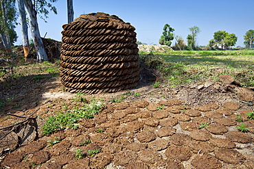 Neatly-stacked dried cow dung, hand-formed into pats to be used for fuel for cooking, at a farm in Agra, Uttar Pradesh, India