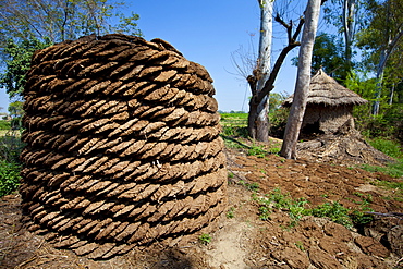 Neatly-stacked dried cow dung, hand-formed into pats to be used for fuel for cooking, at a farm in Agra, Uttar Pradesh, India