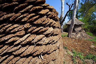 Neatly-stacked dried cow dung, hand-formed into pats to be used for fuel for cooking, at a farm in Agra, Uttar Pradesh, India