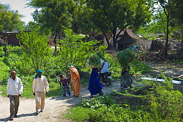 Indian women carrying fodder for animal feed back to their village after working in the fields in Agra, Uttar Pradesh, India