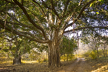 Ancient Banyan Trees in Ranthambhore National Park, Rajasthan, Northern India