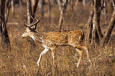 Spotted deer, Axis axis, (Chital) in Ranthambhore National Park, Rajasthan, Northern India