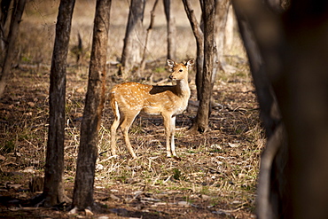 Spotted deer, Axis axis, (Chital) female in Ranthambhore National Park, Rajasthan, Northern India