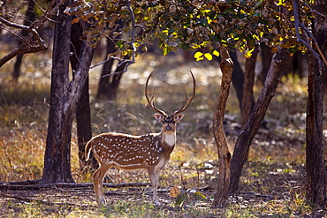 Spotted deer male stag, Axis axis, (Chital) in Ranthambhore National Park, Rajasthan, Northern India