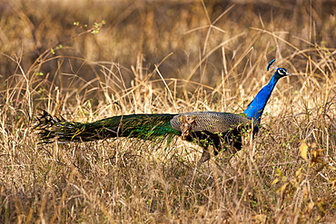 Peacock, national bird of India, in Ranthambhore National Park, Rajasthan, Northern India