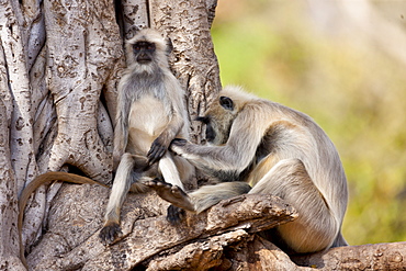 Indian Langur monkeys, Presbytis entellus, grooming in Banyan Tree in Ranthambore National Park, Rajasthan, India