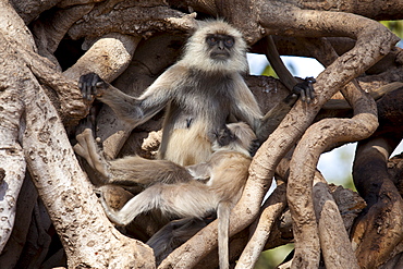 Indian Langur monkeys, Presbytis entellus, in Banyan Tree in Ranthambhore National Park, Rajasthan, Northern India