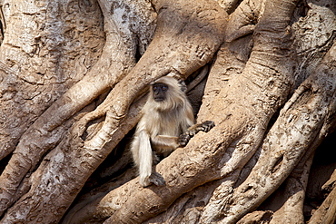 Indian Langur monkey, Presbytis entellus, in Banyan Tree in Ranthambhore National Park, Rajasthan, Northern India