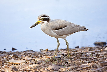 Indian Stone Plover bird, Burhinus oedicnemus indicus, in Ranthambhore National Park, Rajasthan, Northern India