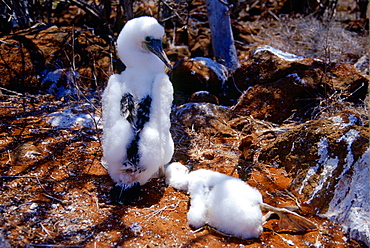 One living and one dead Blue-footed Booby bird on the Galapagos Islands, Ecuador