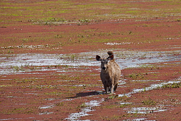 Indian Sambar, Rusa unicolor, female deer in Rajbagh Lake in Ranthambhore National Park, Rajasthan, India