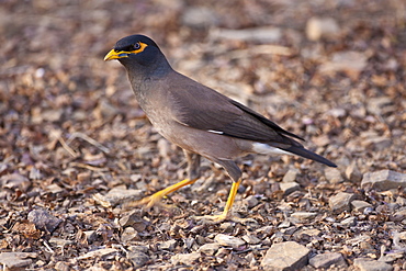 Common myna bird, Acridotheres tristis, in Ranthambhore National Park, Rajasthan, Northern India